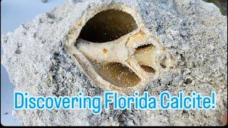 Florida Calcite Fossil Dig with The Gem and Mineral Society of the Palm Beaches!