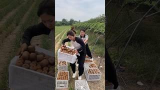 Kiwi fruit harvesting from farmers and cutting skills so fresh #2024 #harvest #fruit #life #kiwi