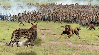 A Pack Of Baboons Surrounded And Attacked A Leopard To Rescue Their Leader