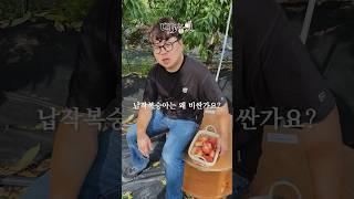 프랑스종 납작복숭아 왜 비싼가요? 