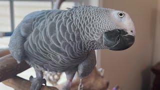 Symon the African Grey Talking Parrot practicing her words today️#africangrey #talkingparrot #pets