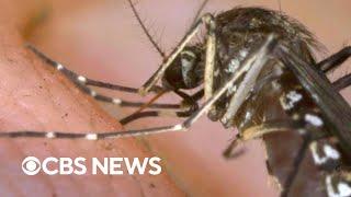 Why mosquitos, flies are spreading more diseases in the U.S.