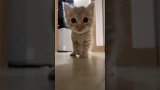 냥줍 당한지 5일 된 고양이가 카메라로 자신의 얼굴을 본다면? #고양이 #cat #kitten