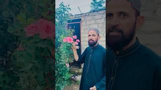 kpk ke khubsurat gaon mein pahunchaye aadu ka naya paudha lagaya #youtubeshorts