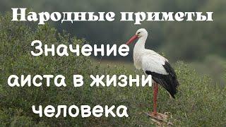 Значение аиста в жизни человека. Народные приметы. Приметы про аистов / Татьянин день