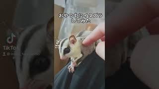 おやつ食べているところにイタズラしたらwwww#フクロモモンガ #sugarglider #ペットのいる生活