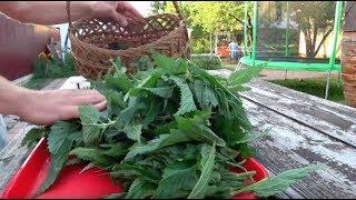 Заготовка крапивы в зиму / #92