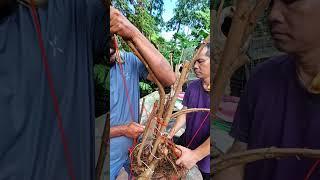How to combined tree branches to  make a bonsai #bonsaiplants #bonsaiart#plants #ficusbonsai