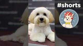 Very beautiful maltipoo haircuts - GroomerOK #shorts