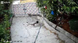 Mongoose attacking our chickens !