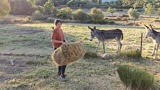 Atendiendo a las burras, os cuento lo que le ha pasado a la cerda