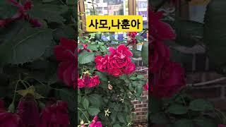 #사모#원곡  나훈아#가황#마이진#손태진