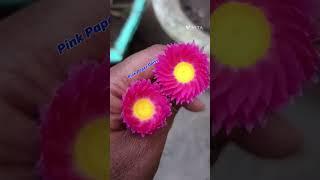 #rhodanthe#sunray#pinkpaperdaisy#reels #shorts #viralvideo #viralshort @SabujBangla