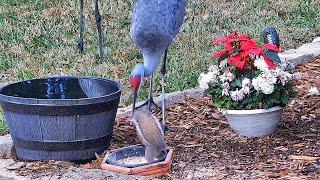 Crane Train Squirrel Dunk FYV