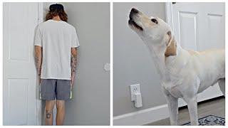 Labrador Gets Mad When I Go To Timeout..
