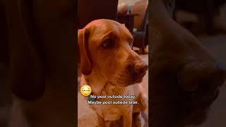 What does TALKING DOG think of RAIN? #shorts #dogshorts #talkingdog #smartdog