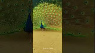 Beautiful peacock #peacock #beauty #birds #viral #shorts