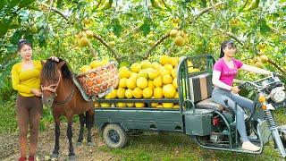 Harvesting a Full 3-Wheeled Truck Of Grapefruit Goes To The Countryside Market Sell - Farm Life