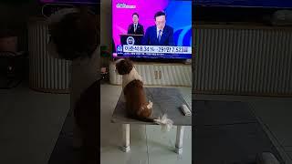 뉴스보는 초코!