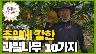 추위에 강한!! 과일나무 10가지 소개 (유실수,내한성)