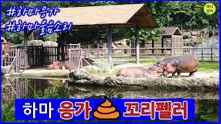 하마  꼬리펠러도 보고 하마 울음소리도 들을 수 있는 서울대공원 동물원 하마사