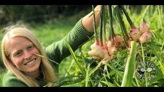 Announcing Fruition's Grow Your Own Ginger Masterclass (Even in Containers!)