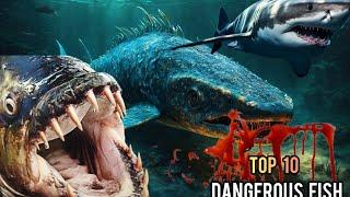 The 10 most dangerous fish in the world