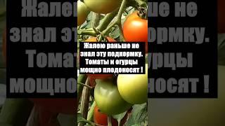 Жалею раньше не знал эту бережную подкормку. Томаты и огурцы мощно плодоносят! #огород #сад #дача
