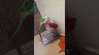 FOUNDATION DRISH 565 is live! #full masti lover parrot 