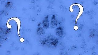 Wolf tracks?