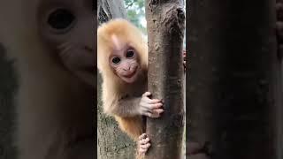 Cute Monkey Shouting || {WILD LIFE}