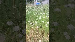 Field of Flowers in Indiana #permaculture #garden #homestead