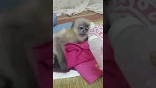 Mikois being annoyed #monkey #baby #langur