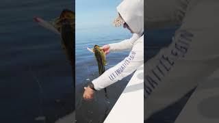 Big Trout on the Saltwater J-Walker!