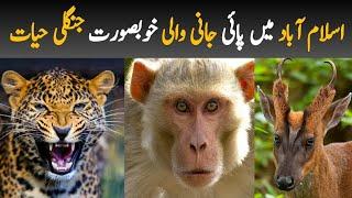 Amazing Wildlife of Islamabad and Margalla Hills | Wildlife of Pakistan Documentary in Urdu/Hindi