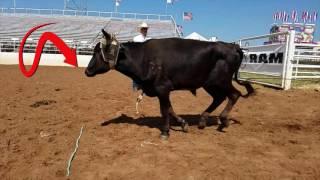 How the Barrier works in Rodeo timed events Rodeo Sports Promotions EP 34