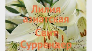 Лилия азиатская Свит Суррендер (lilium asiatic)  обзор: как сажать, луковицы лилии Свит Суррендер