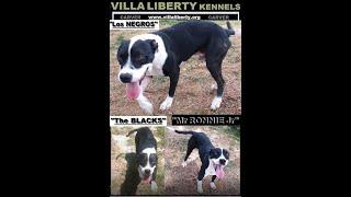 VILLA LIBERTY´S "Mr RONNIE Jr" (CARVER DOG)