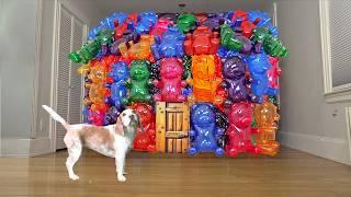 Dog Surprised with Gummy Bear House