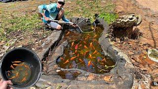 Saving Goldfish from Abandoned pond! (Rescue mission)