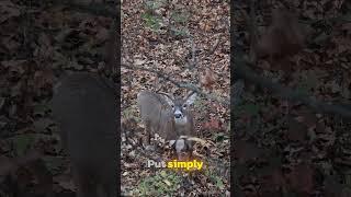 The BEST Time To DEER Hunt!