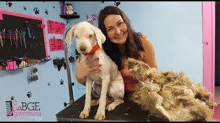 Dog Groomer Opens ShopTo Give Stray Dog Haircut, Finds Real Beauty Beneath Matted Fur