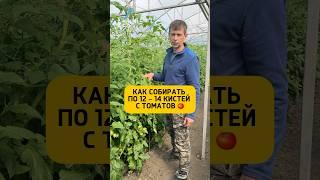 Артикул на WB: 62810837 #парадайз #теплица #огород #марьянская #аминосил #приспускание