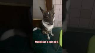 #собака #другчеловека #рекс #пёс #ушастик