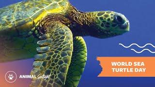 Celebrate World Sea Turtle Day with Wild Kingdom