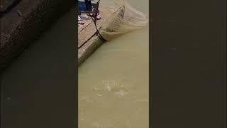 Real Life Fishing, Man Dip Net Fishing In The River [part 405] #fishing #fishinglife #fish