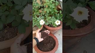 Phool ke paudhe mein kaun si khad dalen || Best fertilizer for flowering plants