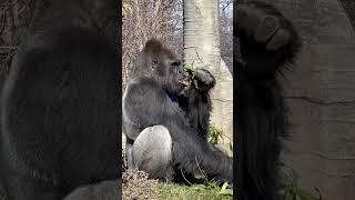 Gorilla - Detroit Zoo, Royal Oak, Michigan