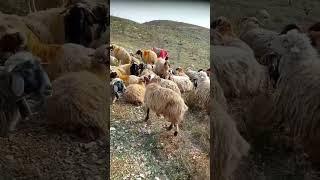 اشتركو بقناتي مربي الاغنام غنم جبل