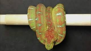 Emerald Tree Boa color change time lapse.